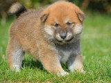 Deux chiots Shiba Inu mâles roux non LOF nés en mars 2026 à réserver