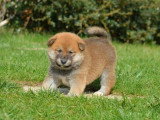 Deux chiots Shiba Inu mâles roux non LOF nés en mars 2026 à réserver