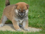 Deux chiots Shiba Inu mâles roux non LOF nés en mars 2026 à réserver