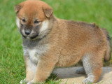 Deux chiots Shiba Inu mâles roux non LOF nés en mars 2026 à réserver