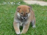 Deux chiots Shiba Inu mâles roux non LOF nés en mars 2026 à réserver