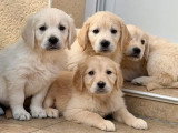4 chiots Golden Retriever non LOF nés en mars 2026 à vendre