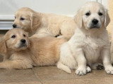 4 chiots Golden Retriever non LOF nés en mars 2026 à vendre