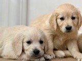 4 chiots Golden Retriever non LOF nés en mars 2026 à vendre