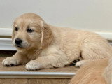 4 chiots Golden Retriever non LOF nés en mars 2026 à vendre