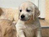 4 chiots Golden Retriever non LOF nés en mars 2026 à vendre