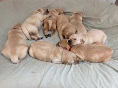 Chiots Golden Retriever indemnes d'Ichtyose à vendre