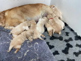 Chiots Golden Retriever indemnes d'Ichtyose à vendre