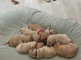 Chiots Golden Retriever indemnes d'Ichtyose à vendre