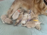 Chiots Golden Retriever indemnes d'Ichtyose à vendre