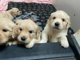 Chiots Golden Retriever indemnes d'Ichtyose à vendre