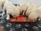 Chiots Golden Retriever indemnes d'Ichtyose à vendre