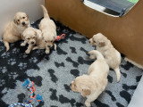 Chiots Golden Retriever indemnes d'Ichtyose à vendre