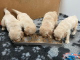 Chiots Golden Retriever indemnes d'Ichtyose à vendre