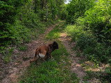 Chienne Tervueren à donner