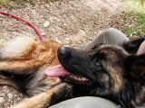 Chienne Tervueren à donner