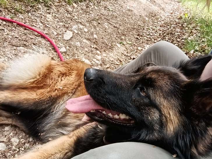 Chienne Tervueren à donner