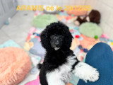 Chiot Caniche mâle à vendre non LOF de décembre 2025