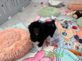 Chiot Caniche mâle à vendre non LOF de décembre 2025
