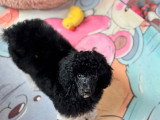 Chiot Caniche mâle à vendre non LOF de décembre 2025