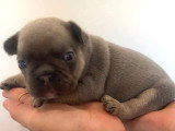 2 chiots Bouledogue Français non LOF à vendre, nés en avril 2026