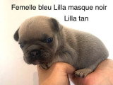 2 chiots Bouledogue Français non LOF à vendre, nés en avril 2026