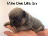 2 chiots Bouledogue Français non LOF à vendre, nés en avril 2026