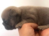 2 chiots Bouledogue Français non LOF à vendre, nés en avril 2026