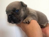 2 chiots Bouledogue Français non LOF à vendre, nés en avril 2026