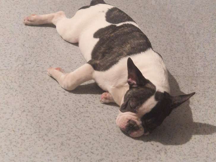 Chien Bouldogue Français à vendre