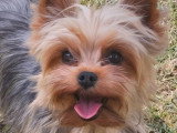 Chienne Yorkshire Terrier LOF adulte à vendre pour compagnie