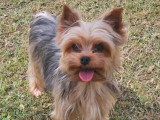 Chienne Yorkshire Terrier LOF adulte à vendre pour compagnie