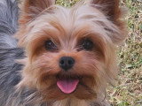 Chienne Yorkshire Terrier LOF adulte à vendre pour compagnie