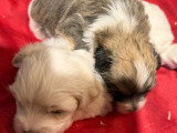 7 chiots Coton de Tuléar LOF à réserver, nés en avril 2026
