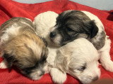 7 chiots Coton de Tuléar LOF à réserver, nés en avril 2026