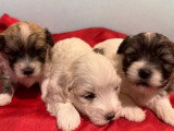 7 chiots Coton de Tuléar LOF à réserver, nés en avril 2026