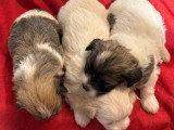 7 chiots Coton de Tuléar LOF à réserver, nés en avril 2026