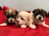 7 chiots Coton de Tuléar LOF à réserver, nés en avril 2026