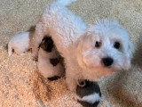 7 chiots Coton de Tuléar LOF à réserver, nés en avril 2026