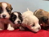 7 chiots Coton de Tuléar LOF à réserver, nés en avril 2026