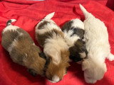 7 chiots Coton de Tuléar LOF à réserver, nés en avril 2026