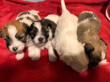 7 chiots Coton de Tuléar LOF à réserver, nés en avril 2026