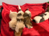 7 chiots Coton de Tuléar LOF à réserver, nés en avril 2026