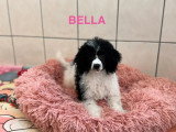 Chiot femelle Caniche non LOF à vendre janvier 2026