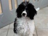 Chiot femelle Caniche non LOF à vendre janvier 2026