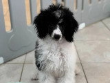 Chiot femelle Caniche non LOF à vendre janvier 2026