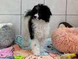 Chiot femelle Caniche non LOF à vendre janvier 2026