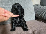 7 chiots Cocker Spaniel Anglais LOF nés avril 2026 à réserver