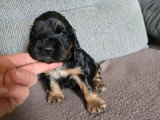 7 chiots Cocker Spaniel Anglais LOF nés avril 2026 à réserver