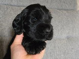7 chiots Cocker Spaniel Anglais LOF nés avril 2026 à réserver